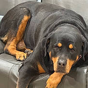 Mingo joined the competition — help win amazing prizes! animal, black, canine, closeup, couch, cozy, dog, domestic, expression, face, fur, indoor, leather, looking_at_camera, paw, pet, relaxed, resting, rottweiler, tan