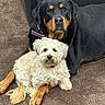 animal, black, brown, carpet, companions, couch, cream, cute, dog, domestic, fluffy_dog, friendship, fur, indoor, pet, relaxed, rottweiler, small_dog, snuggling, tan