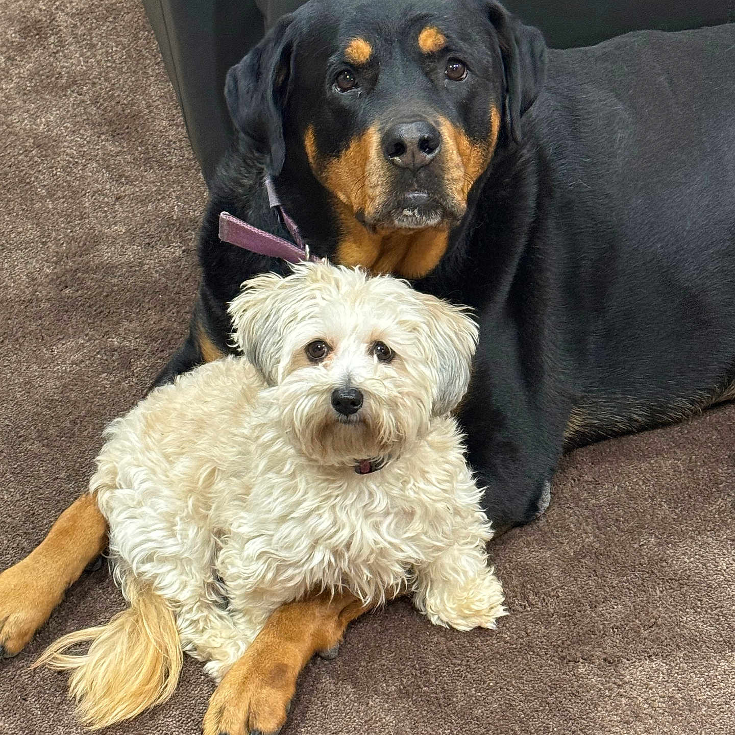 Mingo And Sassy