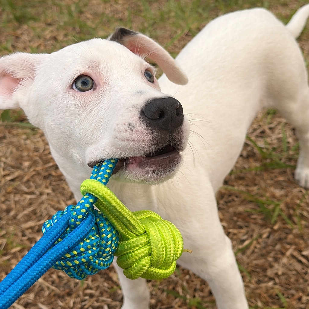 Flynn joined the competition — help win amazing prizes! puppy, dog, white_dog, playful, rope_toy, blue_rope, green_rope, grass, outdoor, pet, young_dog, animal, cute, play, tongue, ears, snout, standing, fur, nature