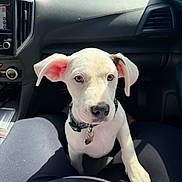 Flynn is registered to the contest to win money with this photo: puppy, dog, pet, white_dog, car_interior, lap, collar, sunlight, ears, curious, cute, animal, sitting, black_collar, human_lap, dashboard, car_seat, legs, nose, companion