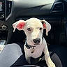 puppy, dog, pet, white_dog, car_interior, lap, collar, sunlight, ears, curious, cute, animal, sitting, black_collar, human_lap, dashboard, car_seat, legs, nose, companion