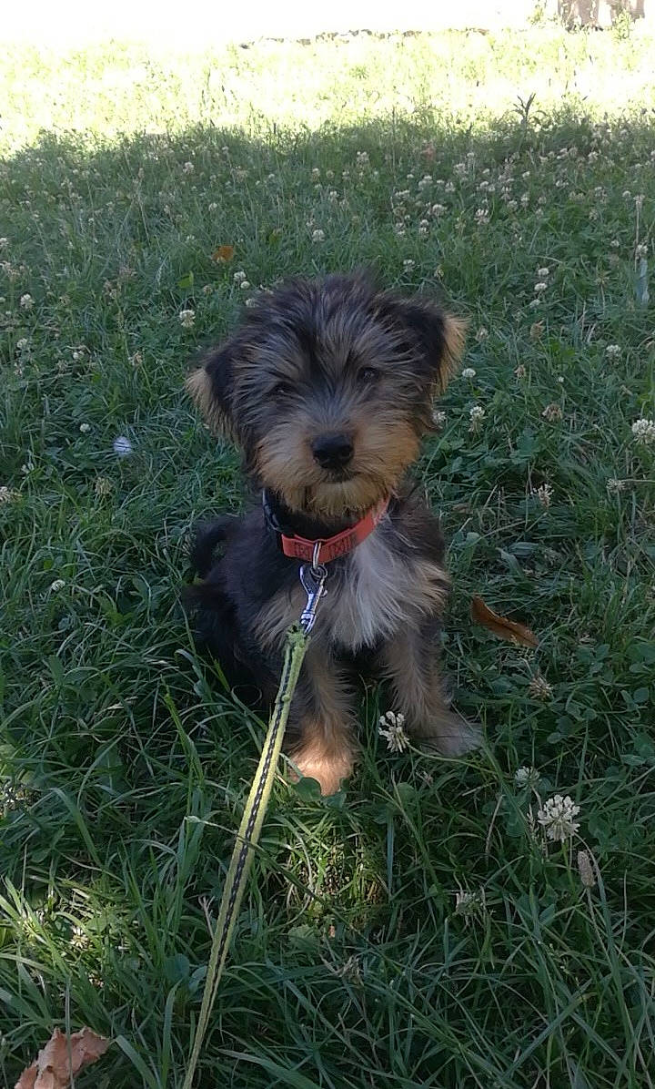 Bingo a rejoint le concours — aidez-le/la à gagner de superbes lots ! biewer_terrier, canidae, carnivore, companion_dog, dog, dog_breed, grass, groundcover, liver, small_terrier, snout, sporting_group, tail, terrier, toy_dog, water_dog, working_animal, working_dog, yorkipoo