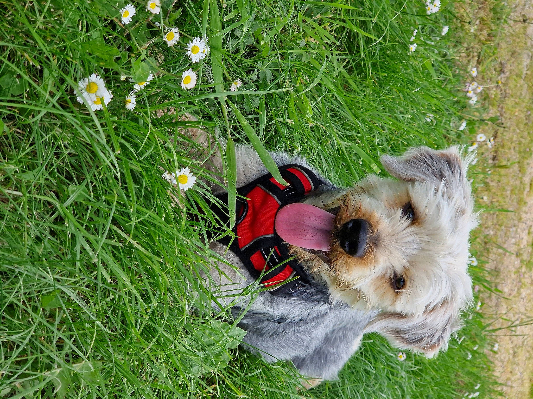 Bingo a rejoint le concours — aidez-le/la à gagner de superbes lots ! canidae, carnivore, collar, companion_dog, dog, dog_breed, dog_clothes, dog_supply, fawn, flower, grass, groundcover, pet_supply, plant, small_terrier, snout, sporting_group, terrier, toy_dog, working_animal