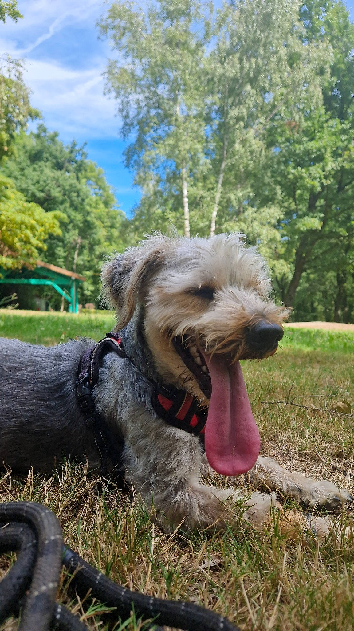 Bingo a rejoint le concours — aidez-le/la à gagner de superbes lots ! canidae, carnivore, cloud, collar, companion_dog, dog, dog_breed, grass, liver, plant, sky, small_terrier, snout, sporting_group, terrier, tree, water_dog, working_animal, working_terrier