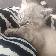 Mamoune a rejoint le concours — aidez-le/la à gagner de superbes lots ! kitten, cat, blue_eyes, fluffy, paw, zebra_pattern, cushion, indoor, pet, cute, animal, soft, relaxed, closeup, feline, striped, fur, resting, young, domestic