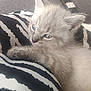 kitten, cat, blue_eyes, fluffy, paw, zebra_pattern, cushion, indoor, pet, cute, animal, soft, relaxed, closeup, feline, striped, fur, resting, young, domestic