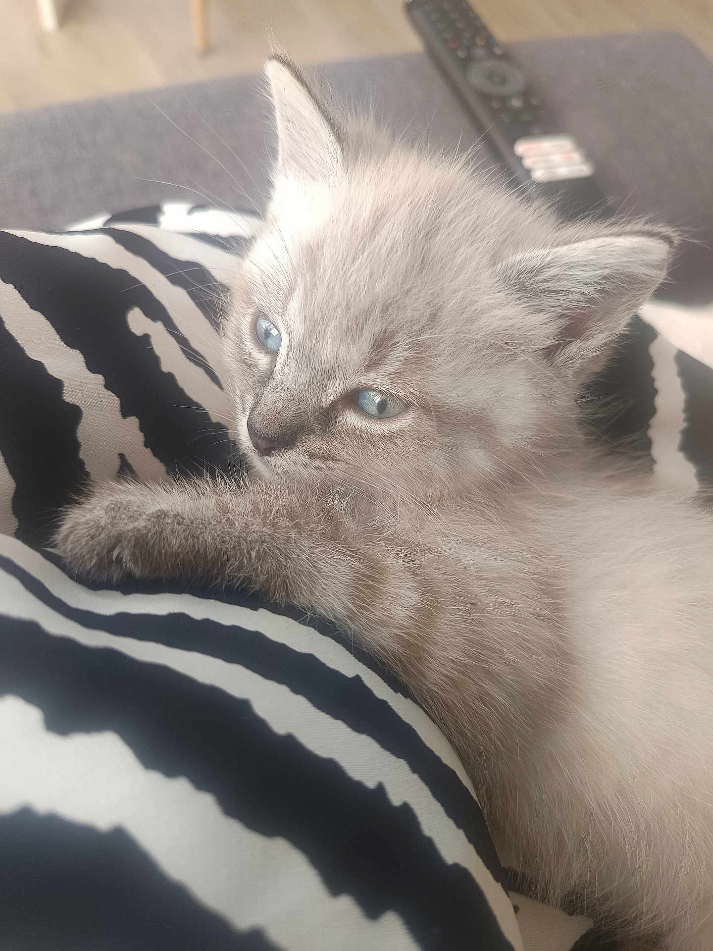 Mamoune a rejoint le concours — aidez-le/la à gagner de superbes lots ! kitten, cat, blue_eyes, fluffy, paw, zebra_pattern, cushion, indoor, pet, cute, animal, soft, relaxed, closeup, feline, striped, fur, resting, young, domestic