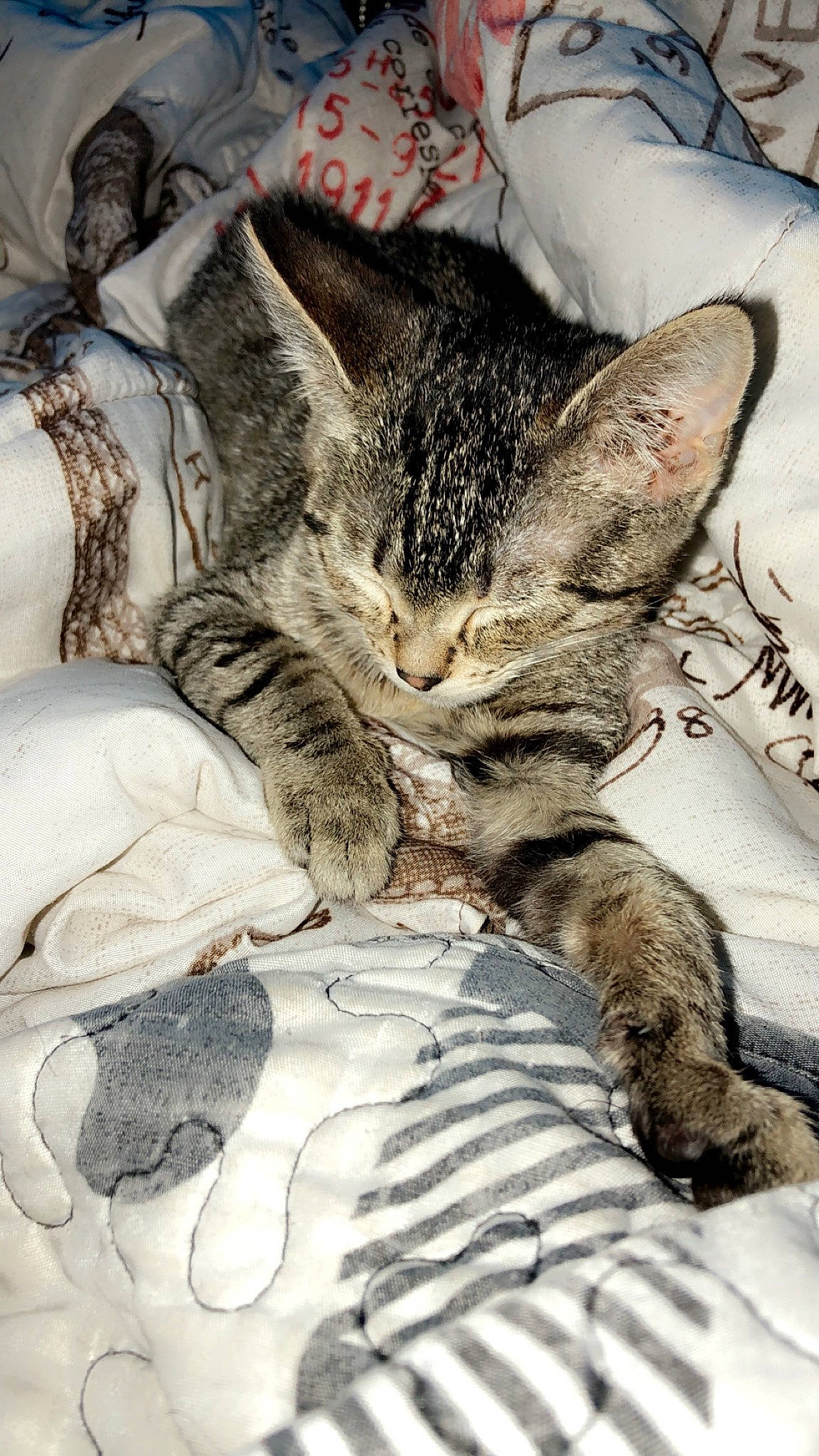 Toto is registered to the contest to win money with this photo: carnivore, cat, claw, comfort, domestic_short_haired_cat, eye, felidae, foot, fur, linens, nap, pattern, paw, sleep, small_to_medium_sized_cats, snout, tail, terrestrial_animal, whiskers, wildlife