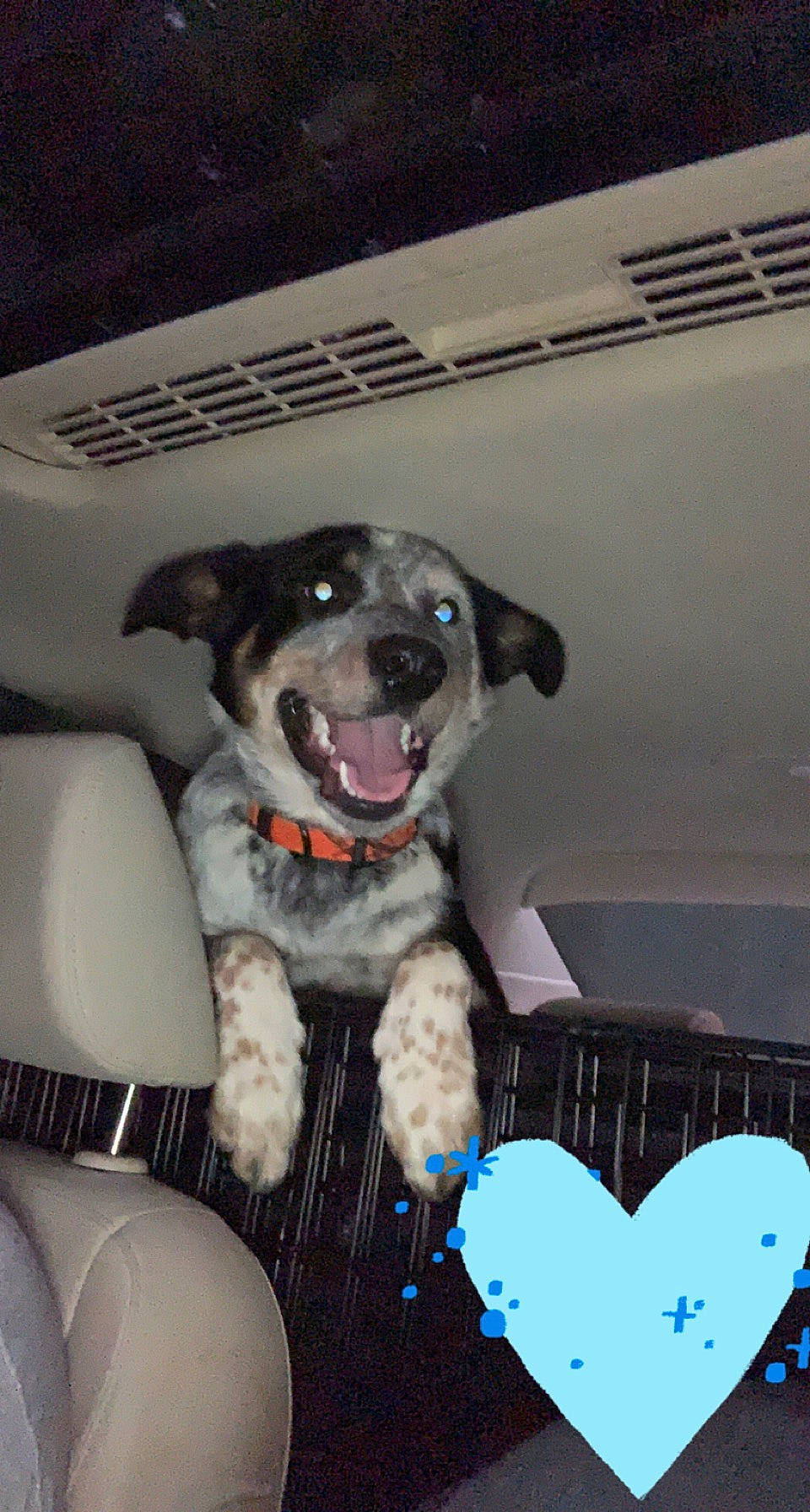 Jj is registered to the contest to win money with this photo: borador, canidae, carnivore, chair, collar, companion_dog, couch, dog, dog_breed, dog_collar, dog_supply, fur, guard_dog, mammal, paw, pet_supply, snout, sporting_group, whiskers, working_dog