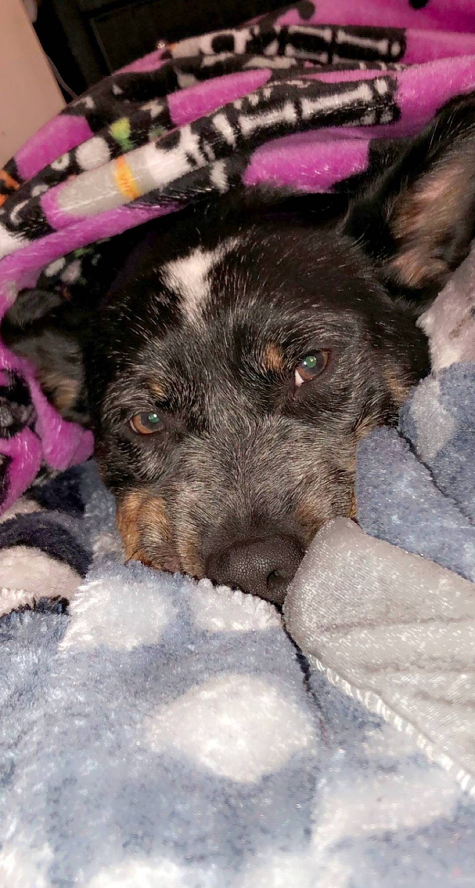 Delta Dawn is registered to the contest to win money with this photo: canidae, carnivore, companion_dog, dog, dog_breed, dog_supply, fawn, fur, guard_dog, herding_dog, magenta, pet_supply, puppy, snout, snow, sporting_group, whiskers, working_animal, working_dog