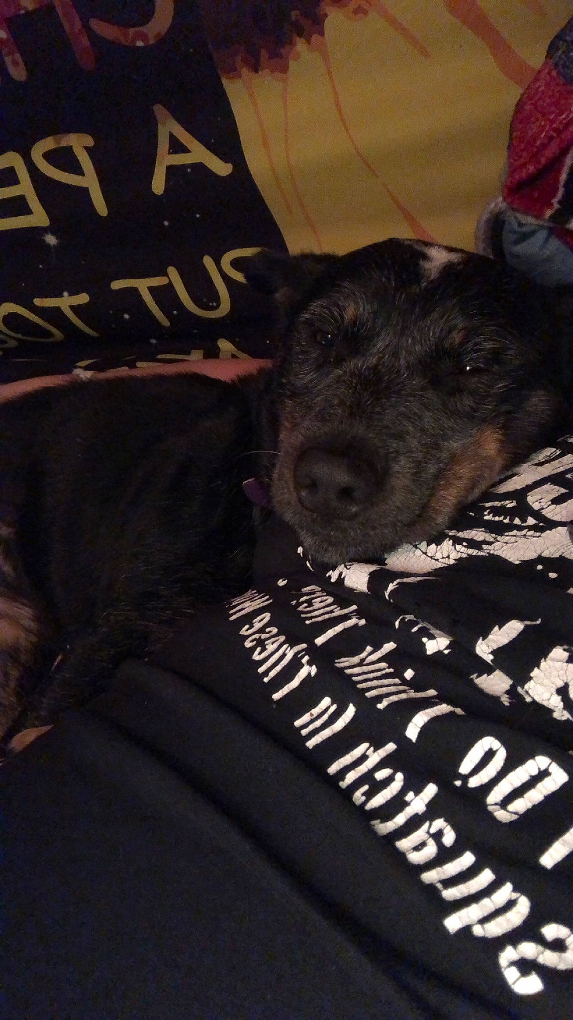 Delta Dawn joined the competition — help win amazing prizes! canidae, carnivore, comfort, companion_dog, darkness, dog, dog_breed, font, foot, fur, monochrome, monochrome_photography, pattern, sleeve, snout, sporting_group, t_shirt, terrestrial_animal, top, working_animal