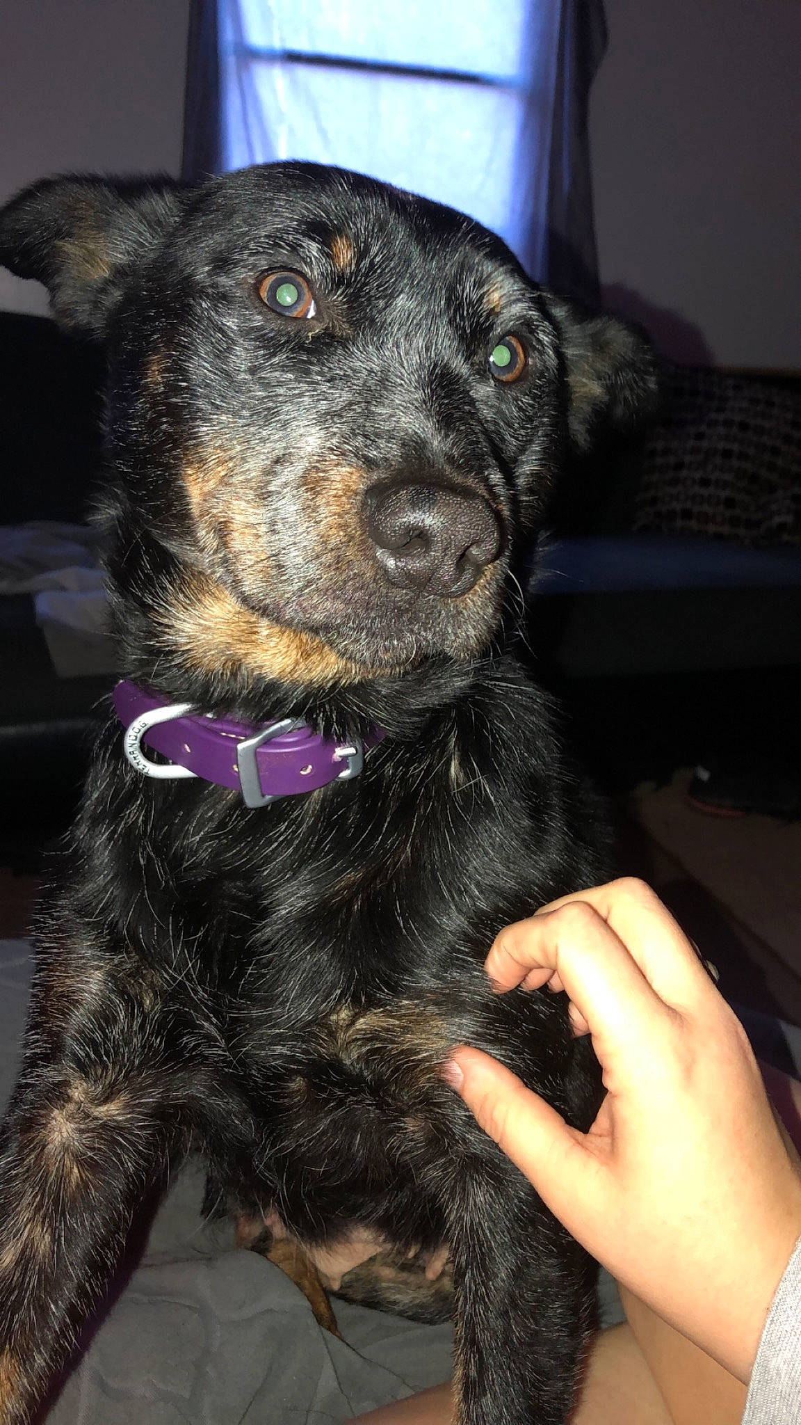 Delta Dawn is registered to the contest to win money with this photo: borador, canidae, carnivore, collar, companion_dog, dog, dog_breed, dog_collar, fawn, fur, guard_dog, hunting_dog, leash, puppy, snout, sporting_group, whiskers, working_animal, working_dog