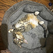 Kira joined the competition — help win amazing prizes! abyssinian, animal, canine, cat, couch, cushion, dog, dogbed, furniture, hardwood, homedecor, kitten, machine, manx, person, pet, sleeping, wheel, wood