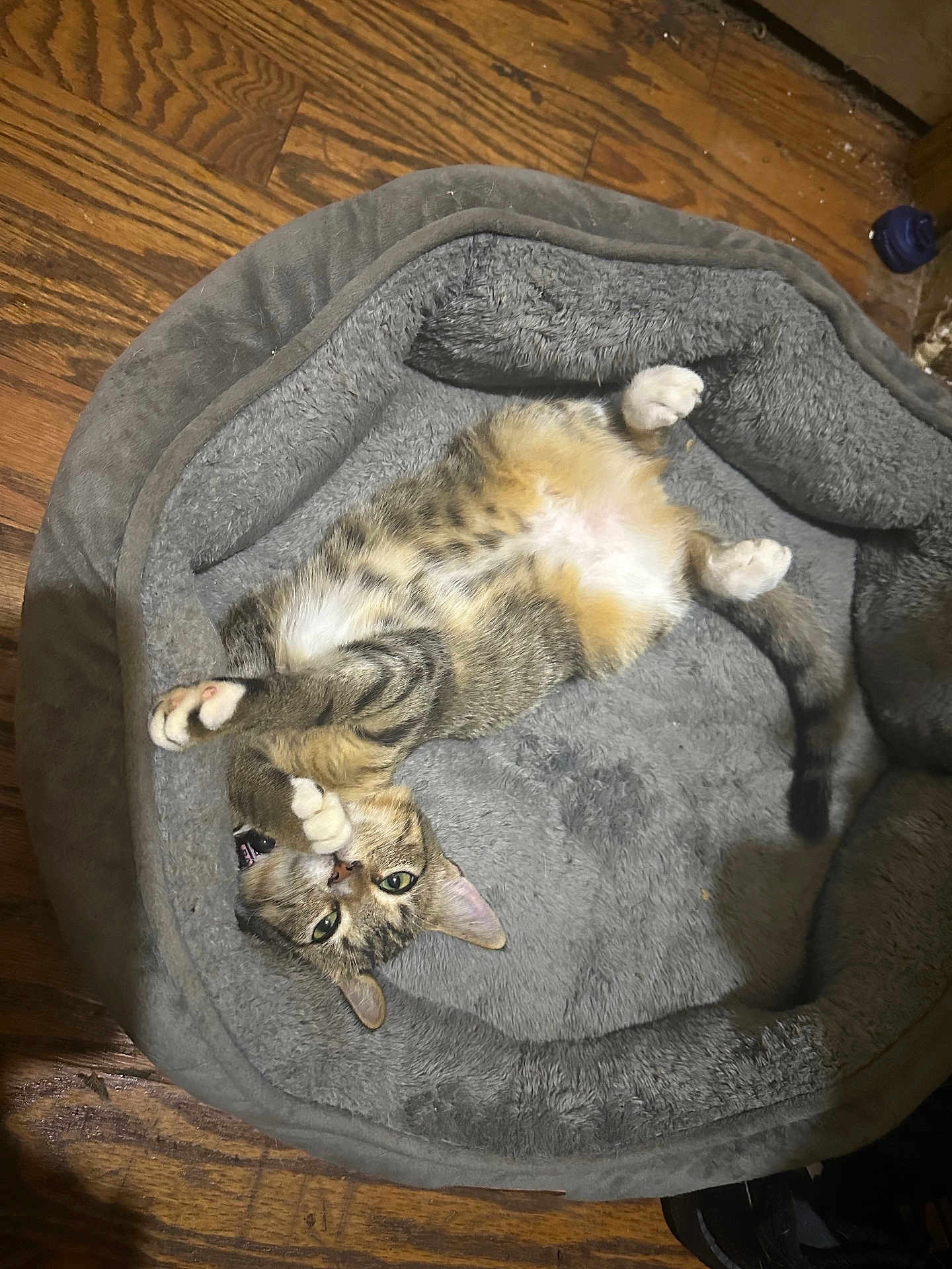 Kira joined the competition — help win amazing prizes! abyssinian, animal, canine, cat, couch, cushion, dog, dogbed, furniture, hardwood, homedecor, kitten, machine, manx, person, pet, sleeping, wheel, wood