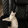 cat, white_cat, pet, animal, indoor, leather_chair, black_chair, furniture, quilted_pattern, relaxed, curious, sitting, fur, whiskers, ears, tail, paw, looking, contrast, closeup