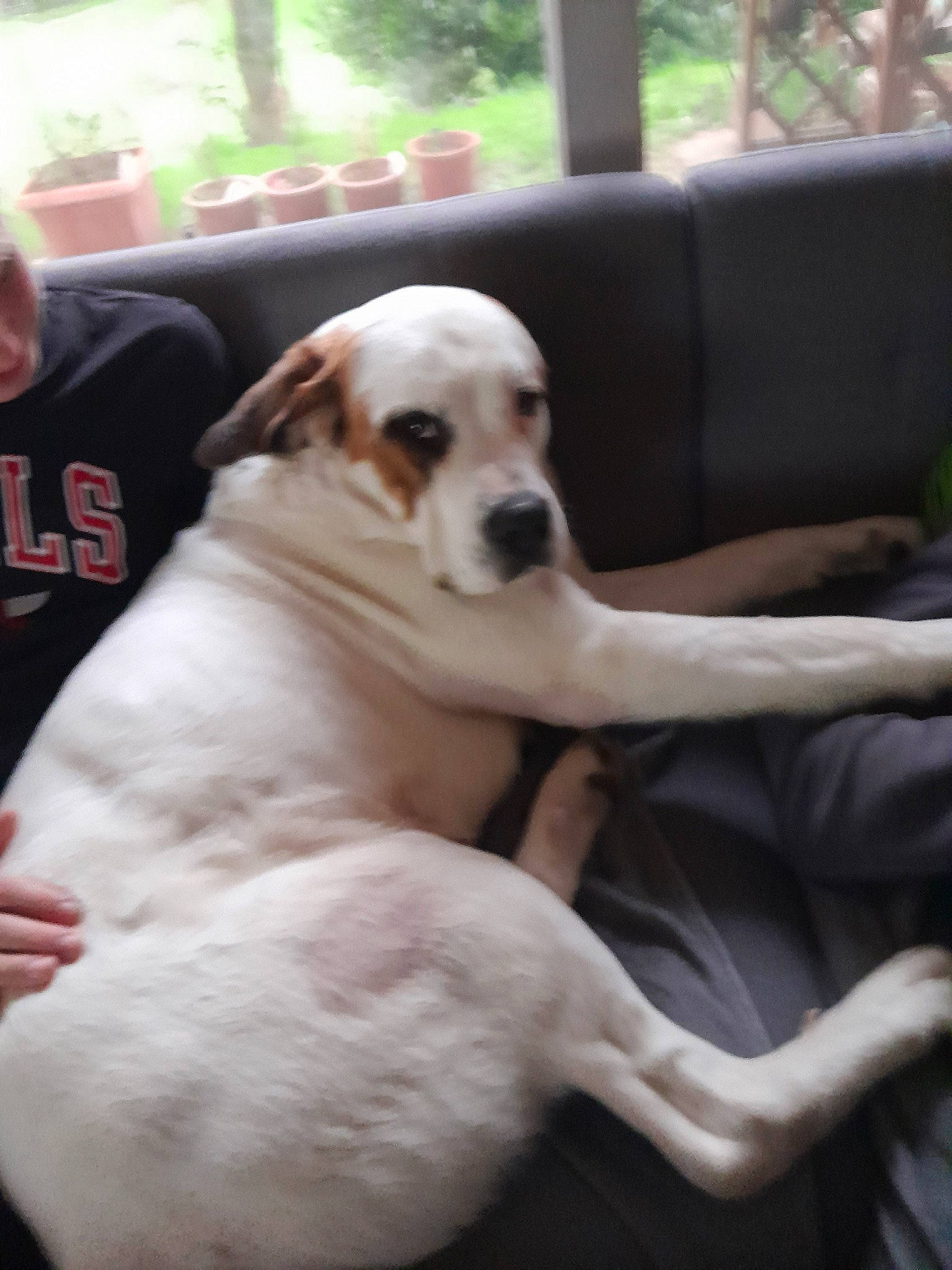 Tom a rejoint le concours — aidez-le/la à gagner de superbes lots ! canidae, carnivore, comfort, companion_dog, dog, dog_breed, fawn, guard_dog, non_sporting_group, plant, puppy, sitting, snout, sporting_group, tail, terrestrial_animal, working_animal