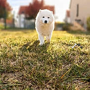 Meiko a rejoint le concours — aidez-le/la à gagner de superbes lots ! dog, white_dog, fluffy, samoyed, pet, animal, outdoor, grass, lawn, sunny, daylight, portrait, front_facing, standing, walking, chew_toy, backyard, neighborhood, blurred_background, cute