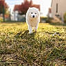 dog, white_dog, fluffy, samoyed, pet, animal, outdoor, grass, lawn, sunny, daylight, portrait, front_facing, standing, walking, chew_toy, backyard, neighborhood, blurred_background, cute