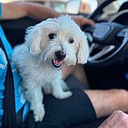 Rose a rejoint le concours — aidez-le/la à gagner de superbes lots ! dog, white_dog, fluffy, small_dog, pet, animal, happy, smiling, open_mouth, black_nose, long_fur, curly_fur, sitting, car, vehicle, steering_wheel, driver, road_trip, outdoor, portrait