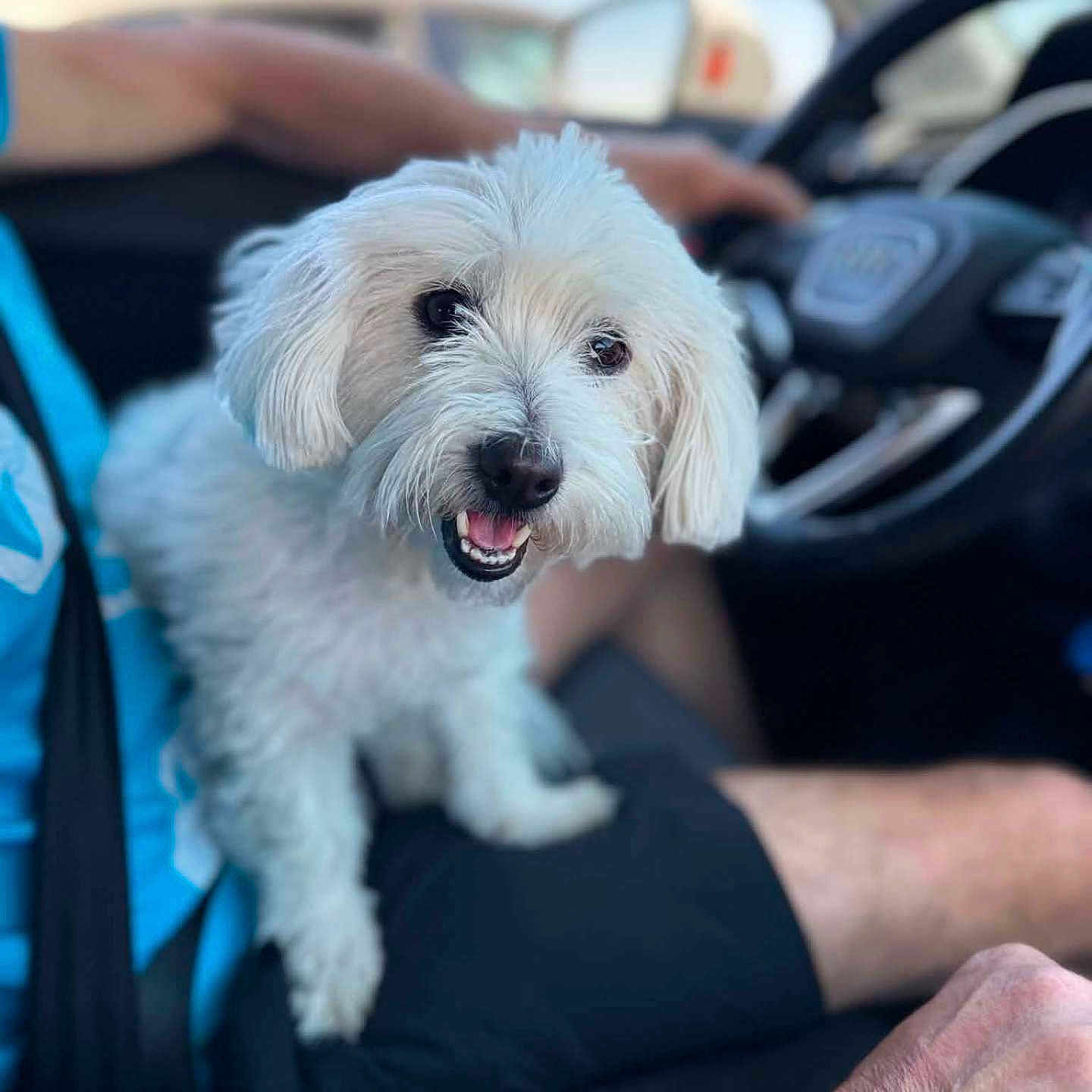 Rose a rejoint le concours — aidez-le/la à gagner de superbes lots ! dog, white_dog, fluffy, small_dog, pet, animal, happy, smiling, open_mouth, black_nose, long_fur, curly_fur, sitting, car, vehicle, steering_wheel, driver, road_trip, outdoor, portrait