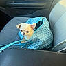 Bloom participe au concours pour gagner de l'argent avec cette photo : puppy, dog, chihuahua, blue_bag, car_seat, pet, animal, small_dog, cute, inside, leather, stitching, fabric, window, car_door, seat_belt, travel, companion, pet_carrier, looking