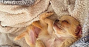 Bloom participe au concours pour gagner de l'argent avec cette photo : animal, blanket, comfort, cozy, cute, fluffy, fur, fur_texture, indoors, nap, peaceful, pet, puppy, relaxation, resting, sleeping, small_dog, soft_texture, warmth, young_dog