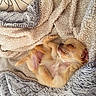 Bloom participe au concours pour gagner de l'argent avec cette photo : puppy, sleeping, blanket, cozy, fur, cute, small_dog, pet, relaxation, indoors, soft_texture, resting, animal, young_dog, comfort, warmth, fluffy, fur_texture, peaceful, nap