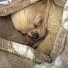 puppy, dog, sleeping, blanket, cozy, fur, pet, cute, small, rest, animal, soft, warm, indoors, nap, fur_texture, peaceful, closed_eyes, paw, snuggled