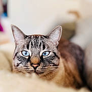 Prince a rejoint le concours — aidez-le/la à gagner de superbes lots ! cat, blue_eyes, fur, portrait, close_up, animal, pet, indoor, relaxed, feline, whiskers, ears, muzzle, soft_focus, couch, domestic_animal, cute, tabby, resting, home