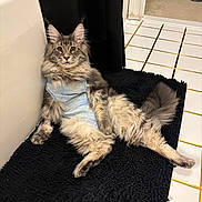 Baloo is registered to the contest to win money with this photo: cat, gray_cat, fluffy_cat, pet, indoor, bathroom, black_rug, white_tiles, blue_shirt, sitting, relaxed, curious, feline, long_hair, ears_up, looking_at_camera, floor, doorway, curtain, animal