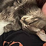 Baloo joined the competition — help win amazing prizes! cat, fluffy, gray, sleeping, cozy, resting, pet, fur, whiskers, person, shirt, black_clothing, orange_print, close_up, indoor, relaxation, nap, animal, companion, cute