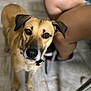 animal, blurred_background, brown_eyes, canine, closeup, collar, companion, curious, dog, domestic_animal, ears, floor, indoor, legs, looking_up, person, pet, snout, tan_dog, tile_floor