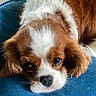 dog, cavalier_king_charles_spaniel, close_up, resting, blue_cushion, brown_and_white_fur, pet, animal, cute, face, nose, ears, whiskers, indoor, relaxed, fur, sleepy, domestic_animal, companion, portrait