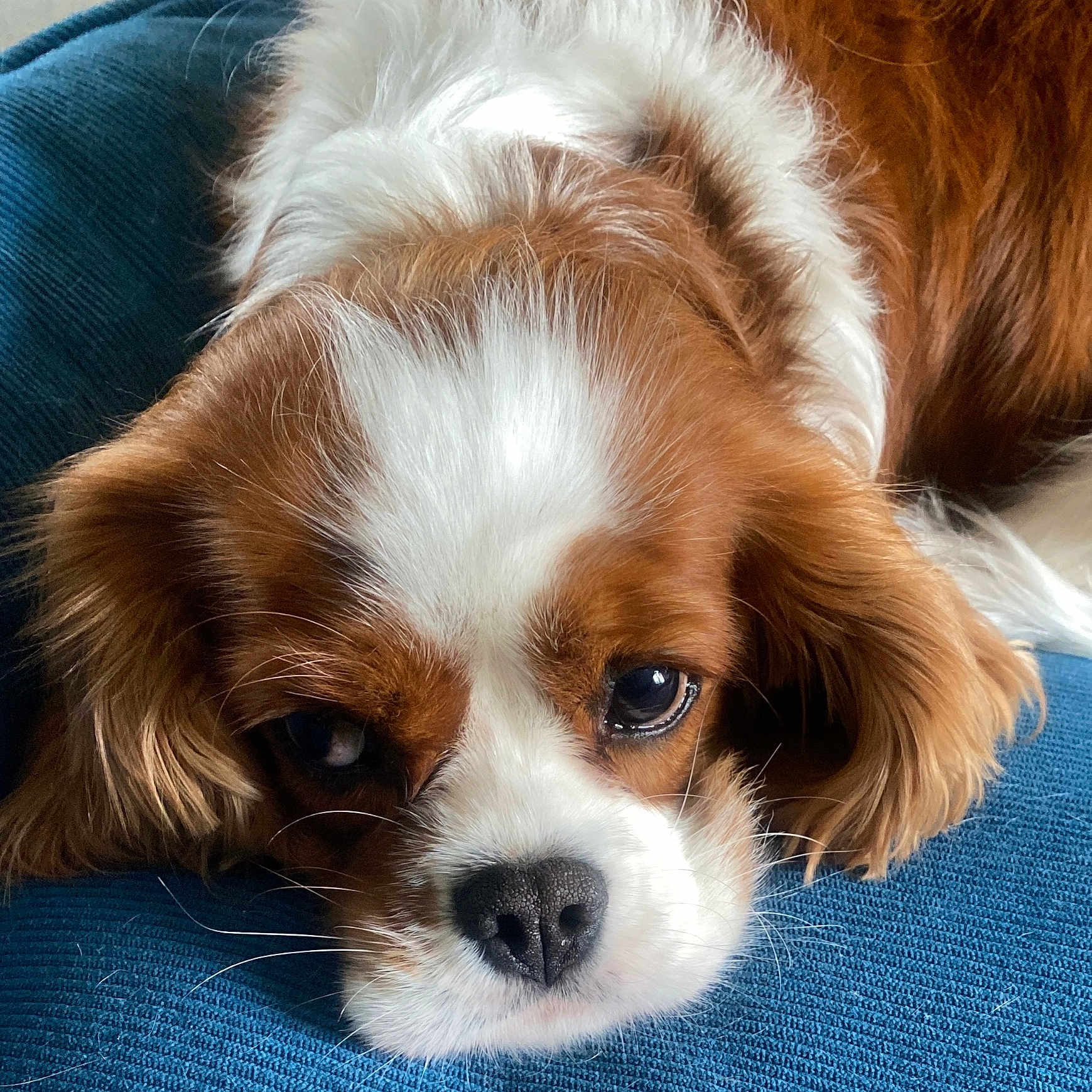 Stella a rejoint le concours — aidez-le/la à gagner de superbes lots ! dog, cavalier_king_charles_spaniel, close_up, resting, blue_cushion, brown_and_white_fur, pet, animal, cute, face, nose, ears, whiskers, indoor, relaxed, fur, sleepy, domestic_animal, companion, portrait