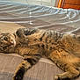 Lily joined the competition — help win amazing prizes! cat, tabby, pet, feline, animal, bed, indoor, fur, whiskers, paw, striped, relaxed, lying_down, curious, window, natural_light, bedspread, domestic, cute, resting