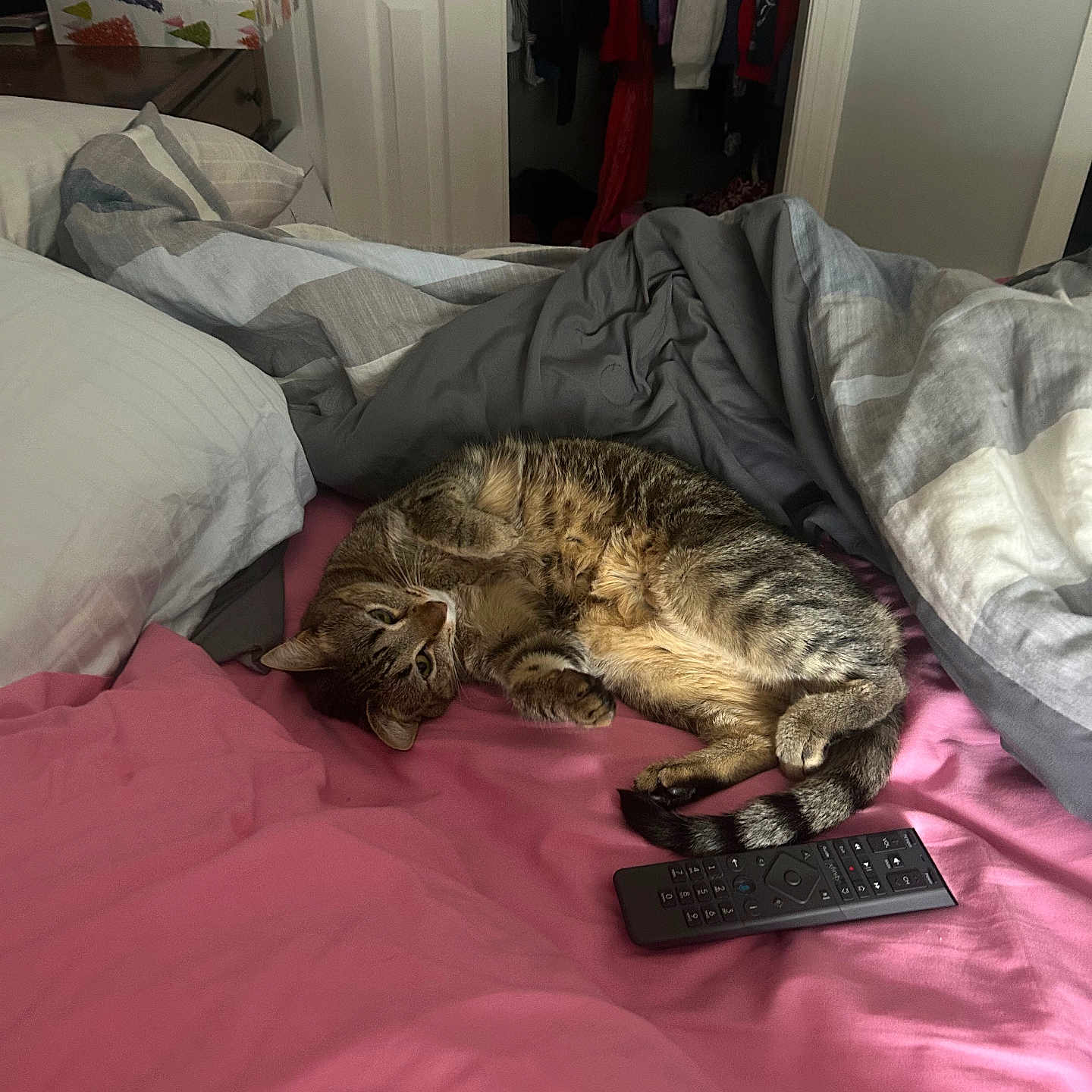 Lily joined the competition — help win amazing prizes! bed, blanket, cat, cozy, domestic_cat, feline, fur, furniture, home, indoor, paw, pillow, pink_bedspread, relaxing, remote_control, resting, sleepy, striped, tabby_cat, tail