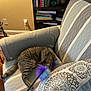 cat, tabby_cat, feather_toy, armchair, cushion, pillow, bookcase, books, indoor, wood_floor, striped_fabric, pet_toy, relaxing, furniture, cozy, playful, domestic_animal, brown_tabby, striped_fur, home_interior