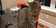 Lily joined the competition — help win amazing prizes! cat, tabby_cat, indoor, table, window, blinds, wood_floor, furniture, domestic_animal, pets, striped_fur, curious, brown, black, household, stool, cloth, reflection, floor_vent, quiet