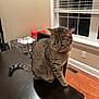 cat, tabby_cat, indoor, table, window, blinds, wood_floor, furniture, domestic_animal, pets, striped_fur, curious, brown, black, household, stool, cloth, reflection, floor_vent, quiet