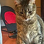cat, tabby_cat, indoor, furniture, chair, cushion, red, floor, wood_floor, rug, pet, animal, whiskers, ears, fur, domestic_cat, looking_down, close_up, home, curious