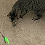 cat, tabby, carpet, toy, feather, indoor, pet, animal, curious, playful, brown, striped, whiskers, floor, feline, domestic, closeup, motion_blur, exploration, paw