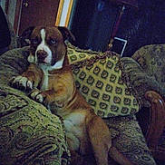 Butch is registered to the contest to win money with this photo: dog, indoor, couch, cushion, blue_eyes, brown_dog, patterned_furniture, resting, pet, furniture, household, living_room, relaxed, canine, domestic_animal, comfort, home_interior, animal, seated, portrait
