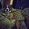 dog, indoor, couch, cushion, blue_eyes, brown_dog, patterned_furniture, resting, pet, furniture, household, living_room, relaxed, canine, domestic_animal, comfort, home_interior, animal, seated, portrait