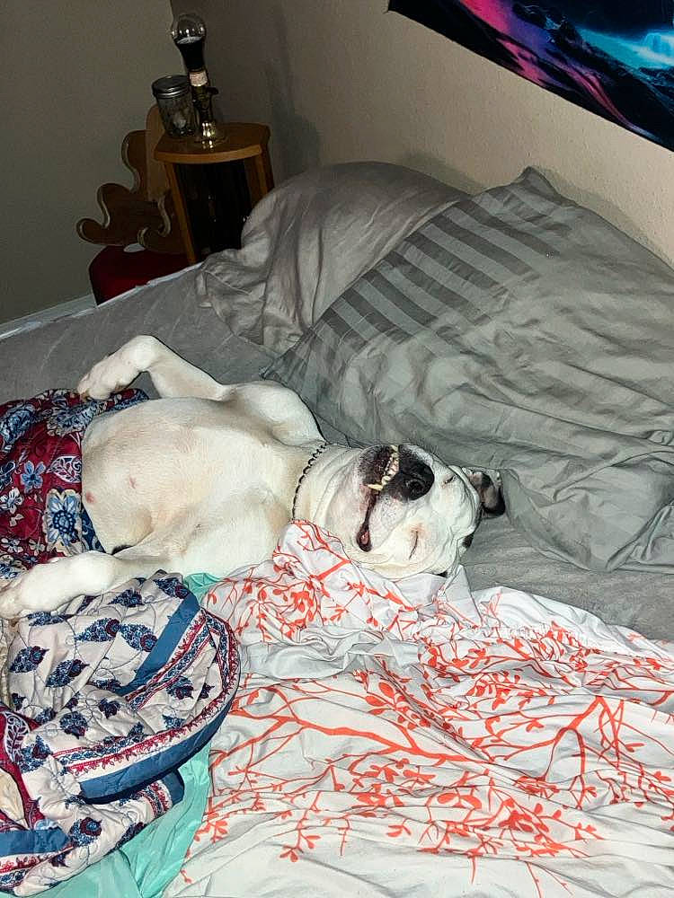 Bella Bear joined the competition — help win amazing prizes! art, bed, bed_sheet, bedding, bedroom, blanket, carmine, comfort, companion_dog, dog, duvet, duvet_cover, flooring, fur, lamp, linens, nap, pattern, room, textile