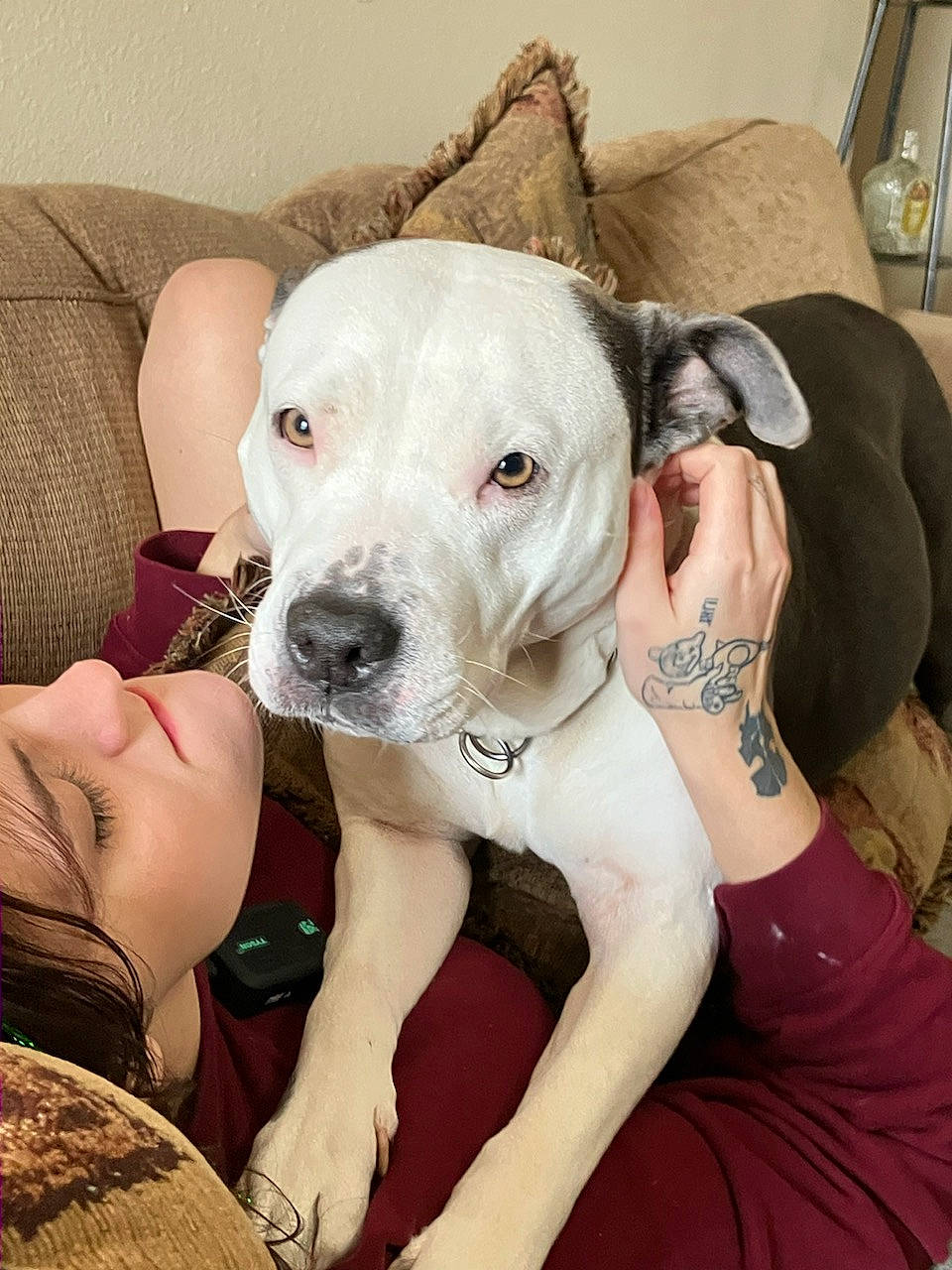 Bella Bear joined the competition — help win amazing prizes! bracelet, canidae, carnivore, collar, comfort, companion_dog, couch, dog, dog_breed, dog_collar, fawn, flash_photography, fur, happy, non_sporting_group, sitting, snout, sporting_group, toy_dog, working_animal