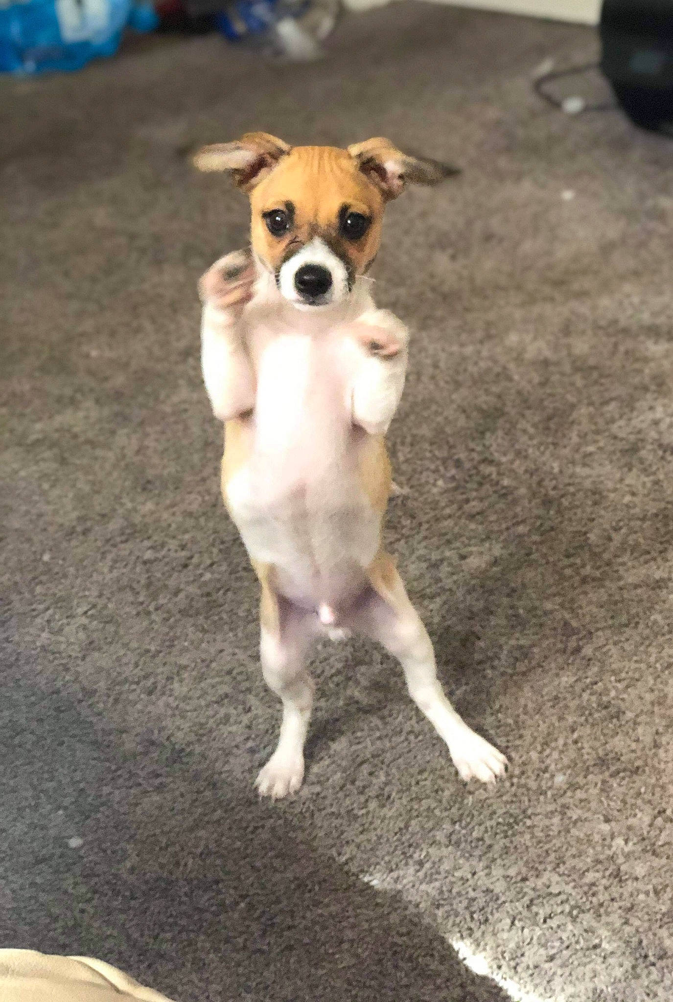 Buddy is registered to the contest to win money with this photo: ancient_dog_breeds, aspin, beagle, canidae, carnivore, chihuahua, companion_dog, corgi_chihuahua, dog, dog_breed, fawn, feist, mammal, miniature_fox_terrier, puppy, rare_breed_dog, street_dog, tail, vertebrate