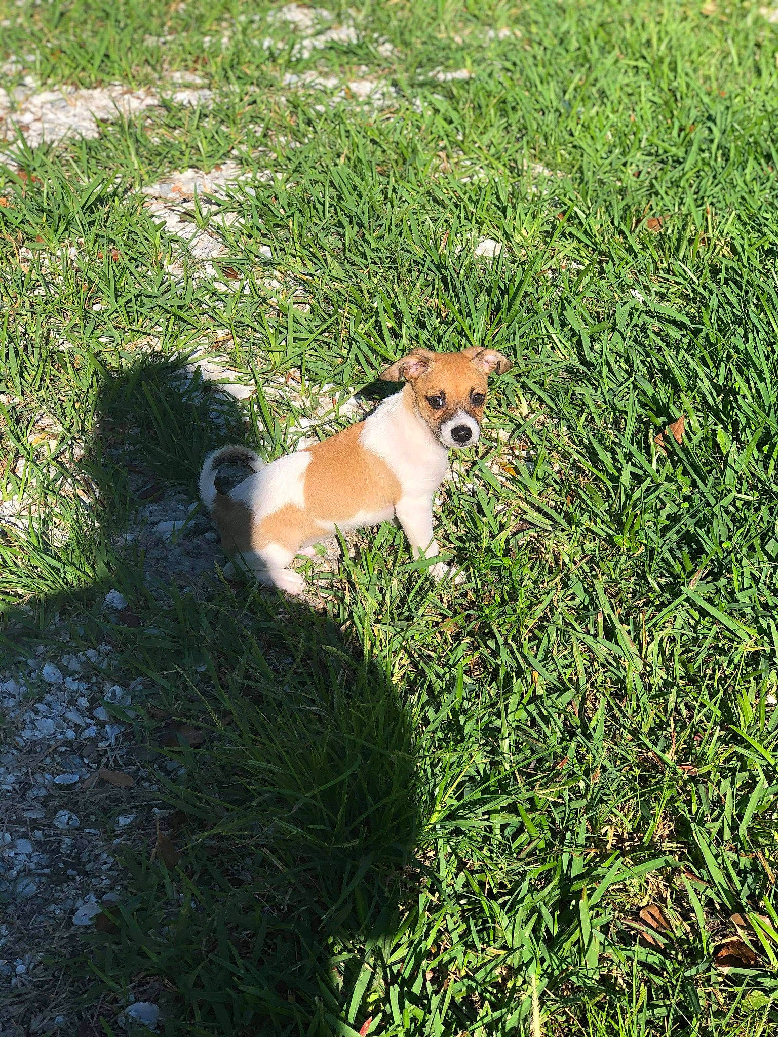Buddy joined the competition — help win amazing prizes! akita, canidae, carnivore, companion_dog, dog, dog_breed, fawn, finnish_spitz, grass, grass_family, lawn, non_sporting_group, plant, pomeranian, puppy, shiba_inu, spitz, tail