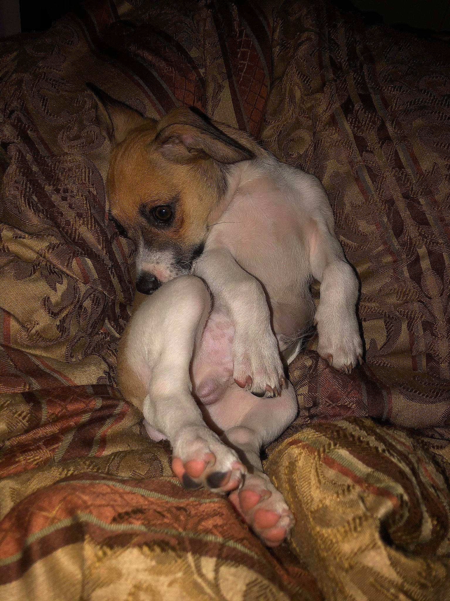 Buddy joined the competition — help win amazing prizes! canidae, carnivore, companion_dog, dog, dog_breed, fawn, lurcher, mammal, paw, puppy, puppy_love, snout