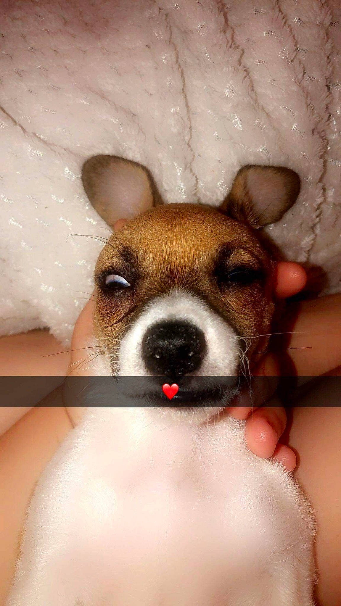 Buddy is registered to the contest to win money with this photo: canidae, carnivore, chihuahua, companion_dog, dog, dog_breed, ear, fawn, feist, japanese_terrier, mammal, miniature_fox_terrier, nose, puppy_love, rat_terrier, russell_terrier, snout, tenterfield_terrier, toy_fox_terrier, vertebrate